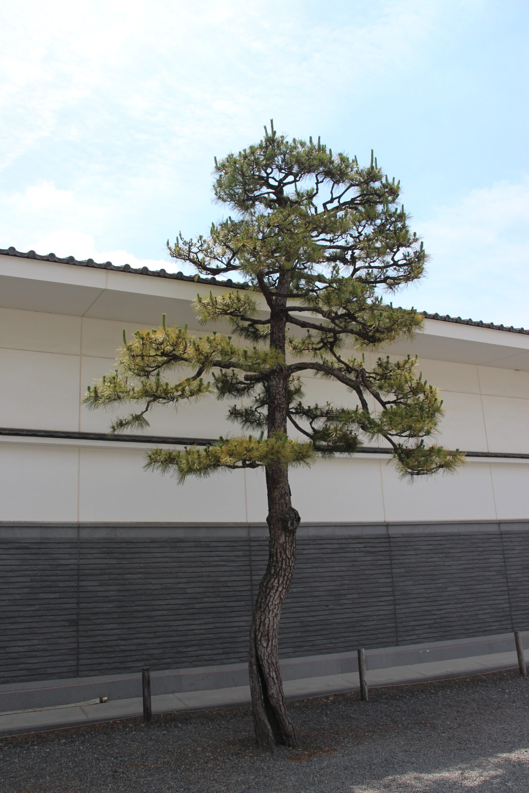 二条城:世界文化遺産で京都の名所 徳川慶喜大政奉還で有名な二条城【お城特集 日本の歴史】