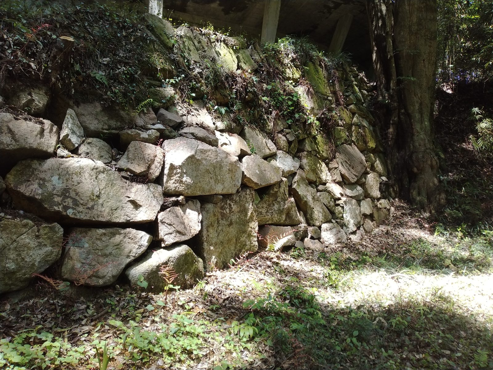 杉林の斜面に現れる笠間城の石垣。苔むした野面積みで、決して大きくはないが、はっきりと角を持っている。