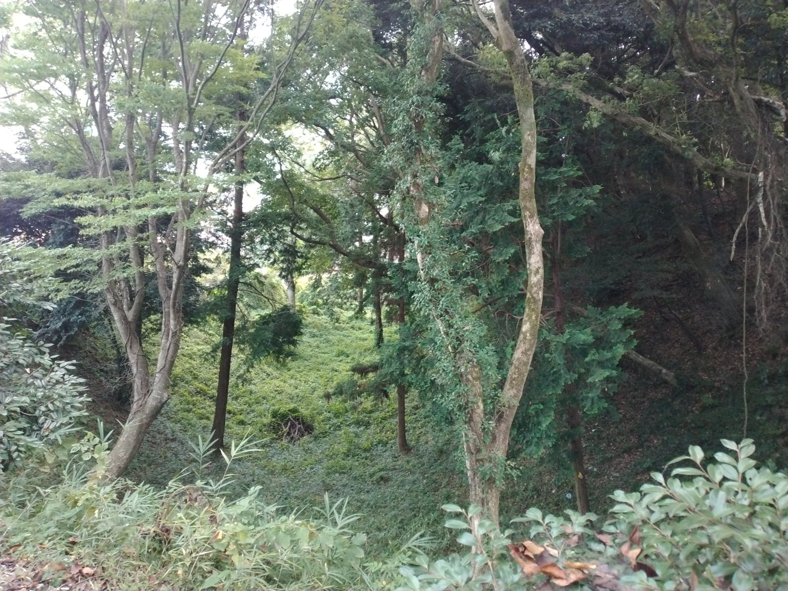 本丸まわりに残る空堀。草に覆われても輪郭は明瞭で、深さがしっかり残る