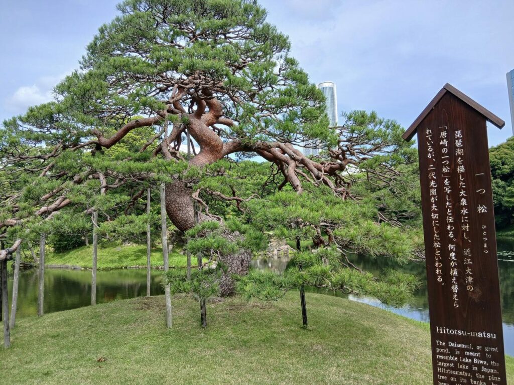 小石川後楽園の一つ松。大泉水のほとりに立つ松