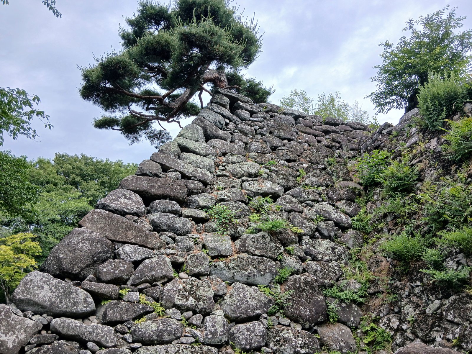 小諸城の石垣と松
