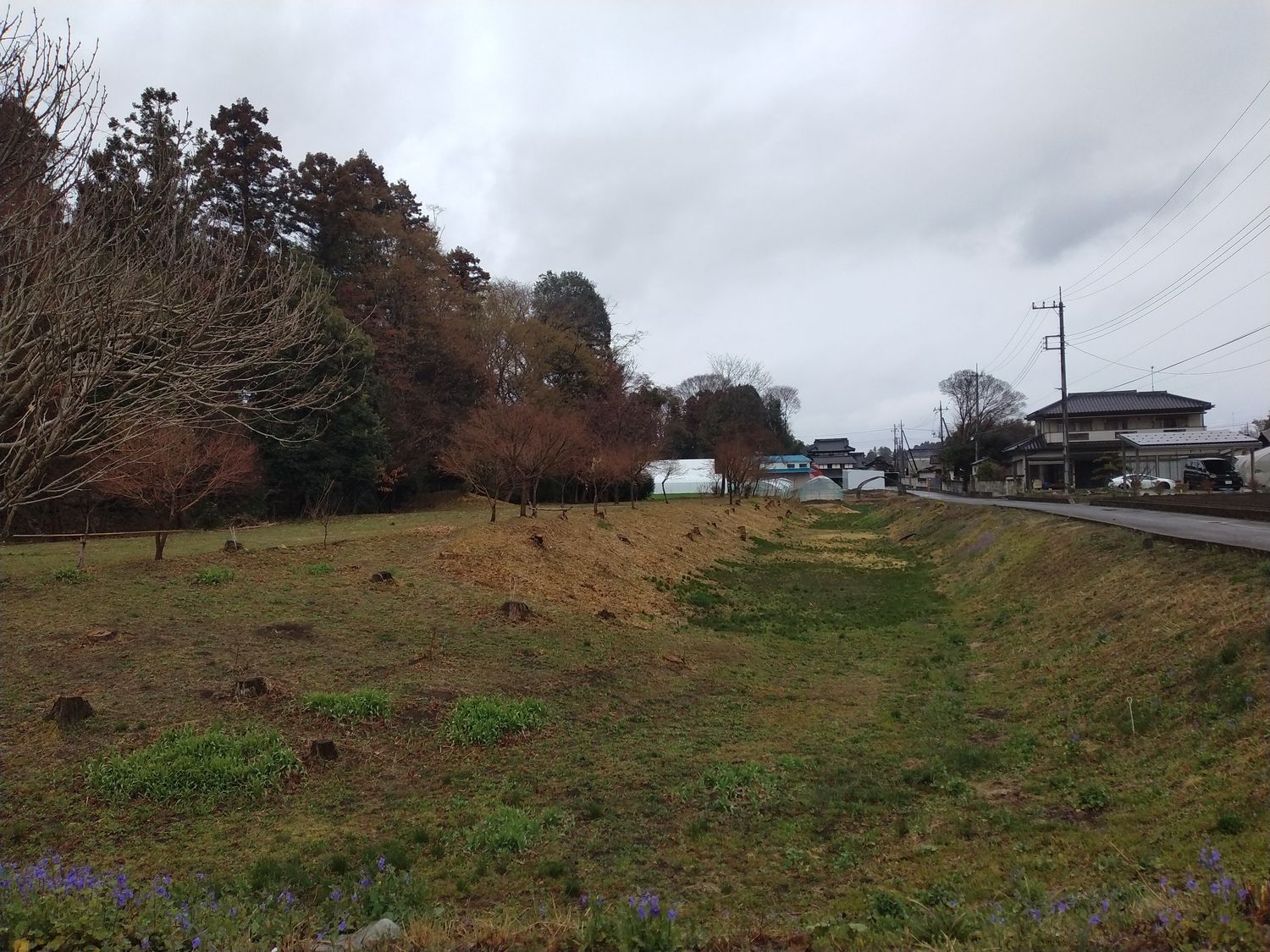 本丸跡。伐採されたばかりで切り株が点々と残り、地面には一面にスミレが咲いていた。右手にはもう民家が並んでいる。