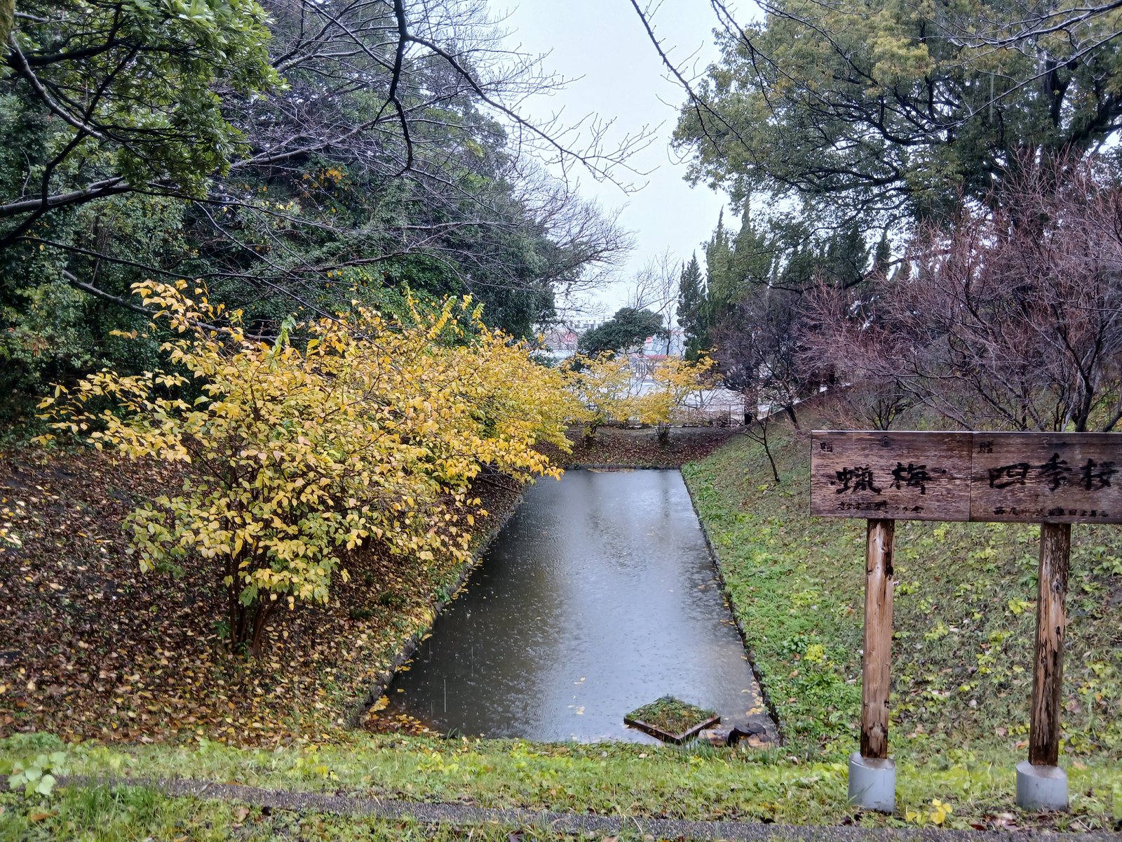 西尾城跡の堀と蝋梅・四季桜の案内板