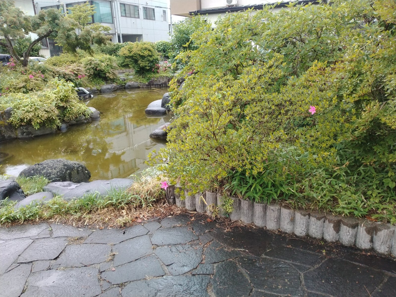 堀跡の水面。城の輪郭のうち、いま形として残っているのはここだけに近い