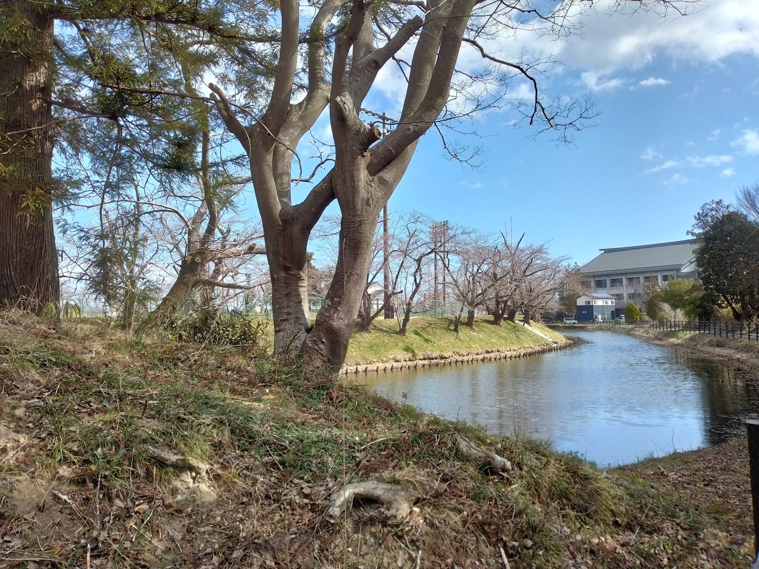 本丸を囲む堀。石垣は少なく、土塁と水堀で守りを固めている。