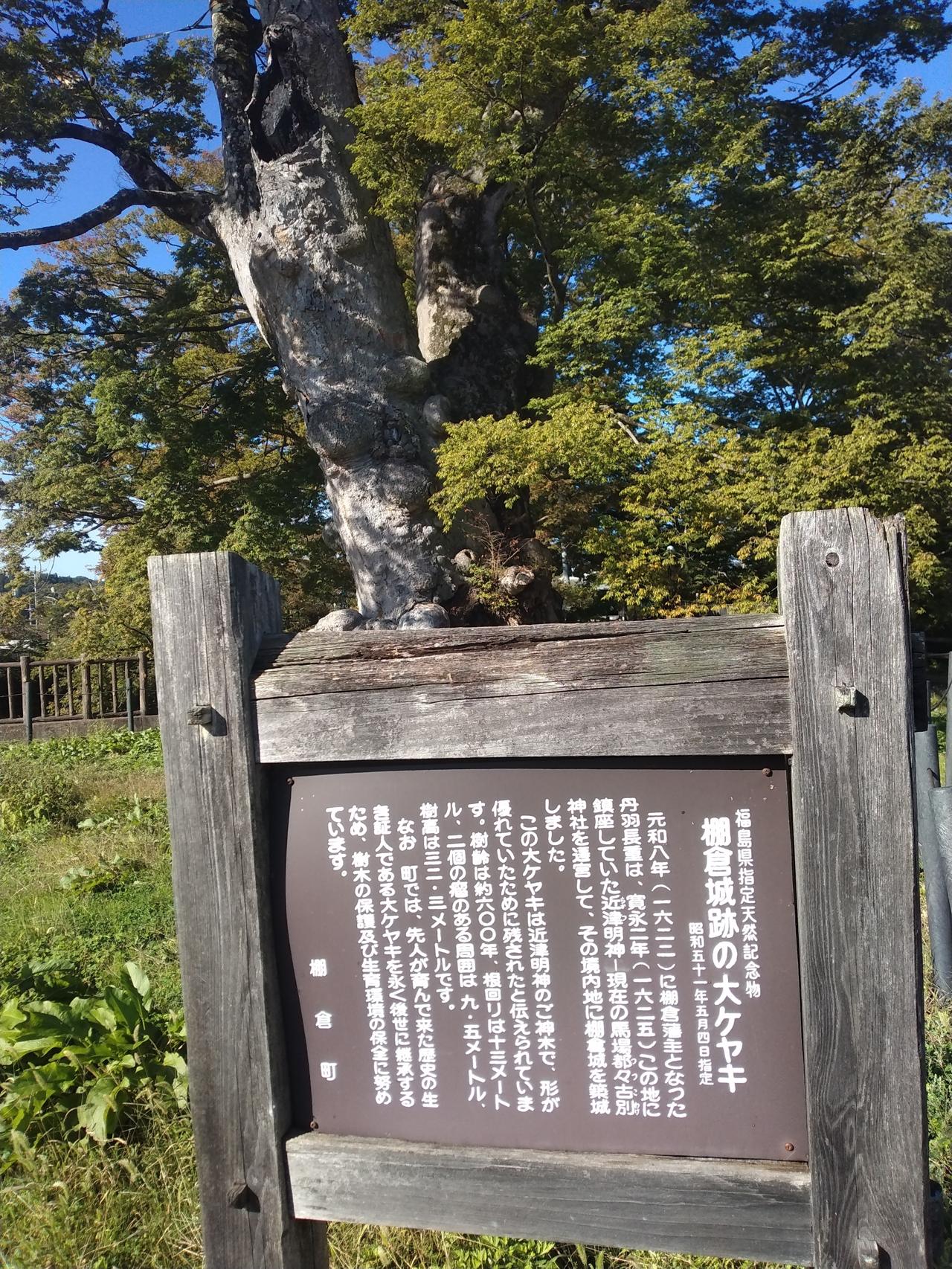 本丸跡に立つ大ケヤキ。築城のころから城を見つめてきた