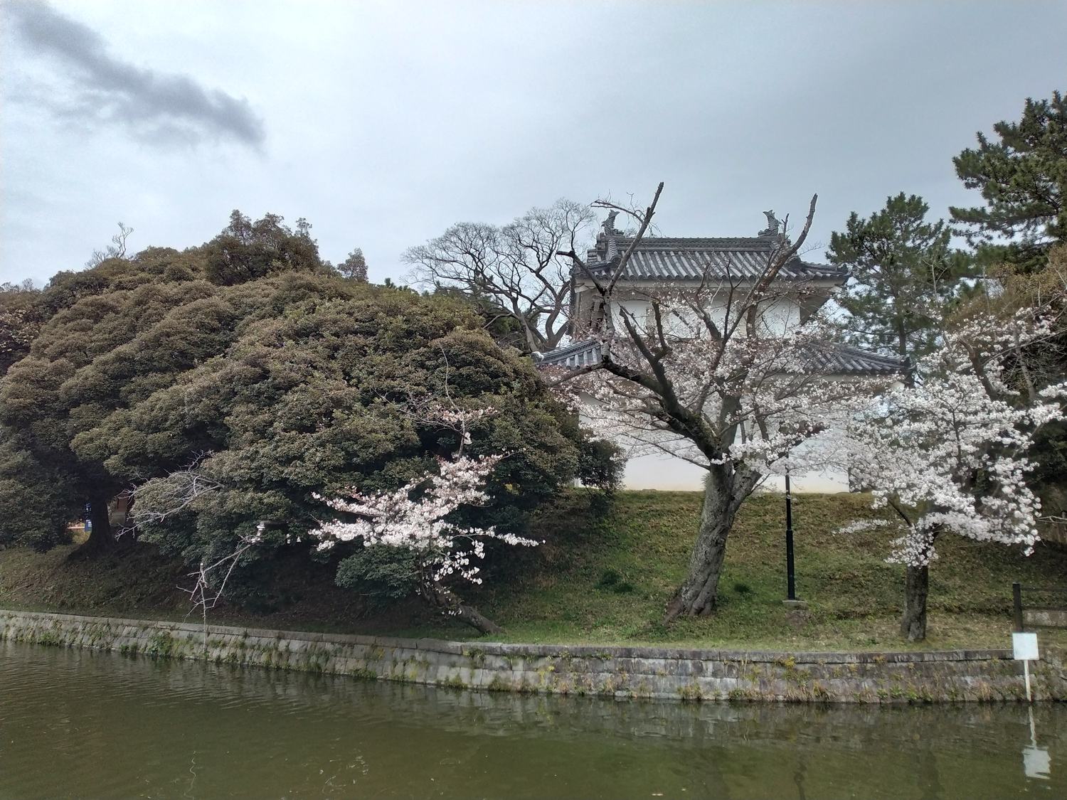 堀端の桜と二の丸の櫓。