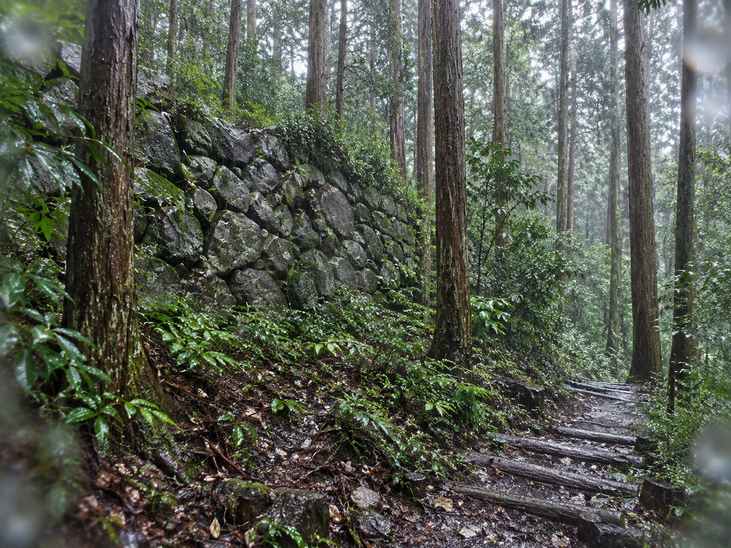 山道の脇に立ち上がる石垣。雨の日は石も苔も色が濃くなります