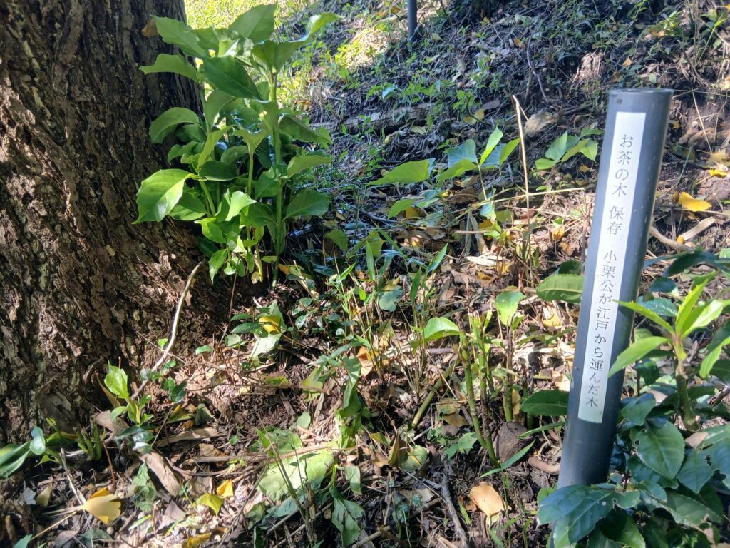 人工的な小水路 小高用水の名残か