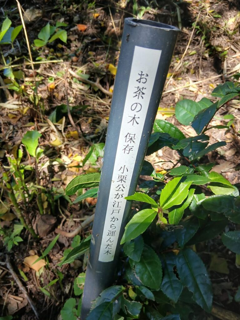 お茶の木の標札