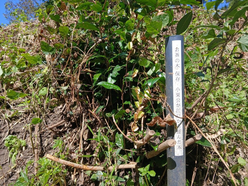 人工的な小水路 小高用水の名残か