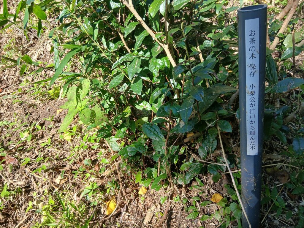 人工的な小水路 小高用水の名残か