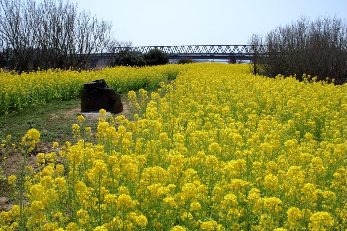 菜の花の咲く奈半利川の河川敷