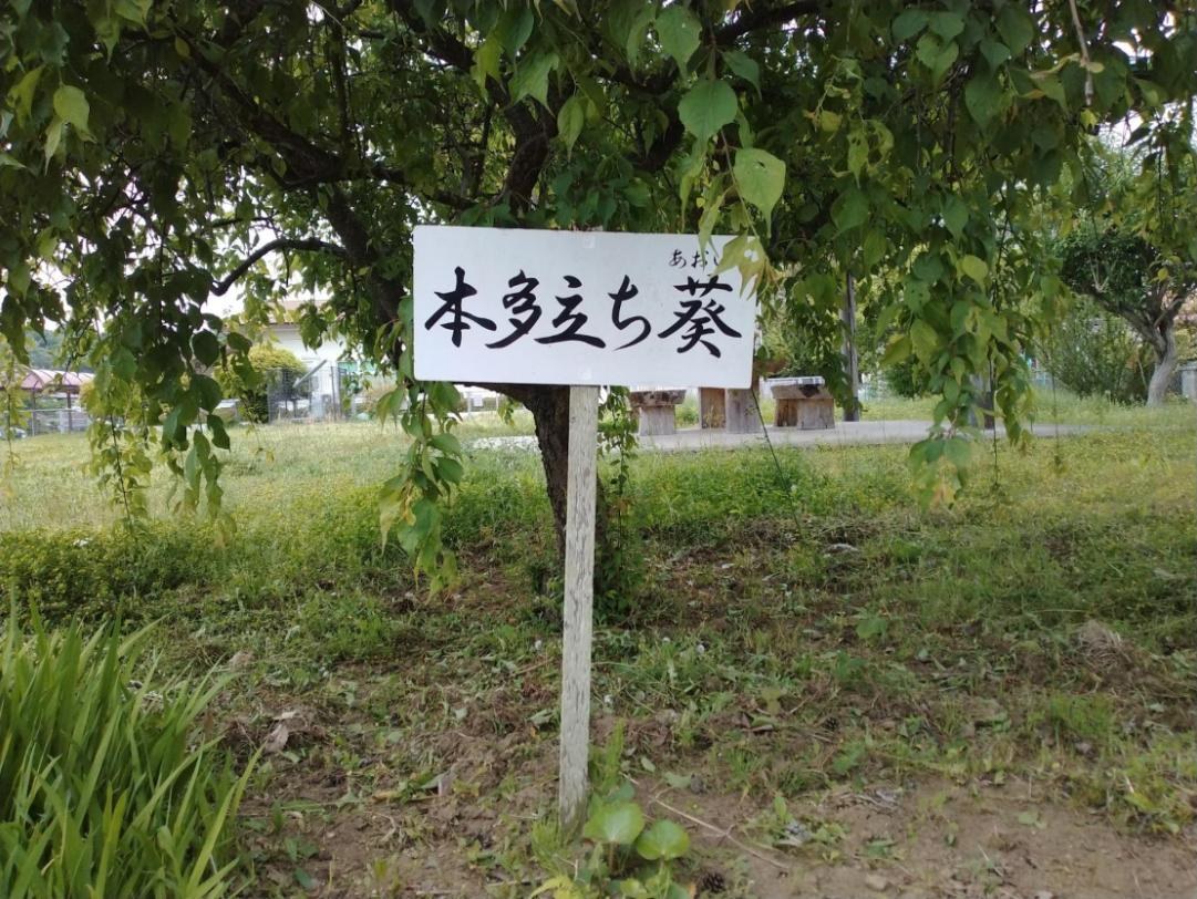 泉城址の「本多立ち葵」の札